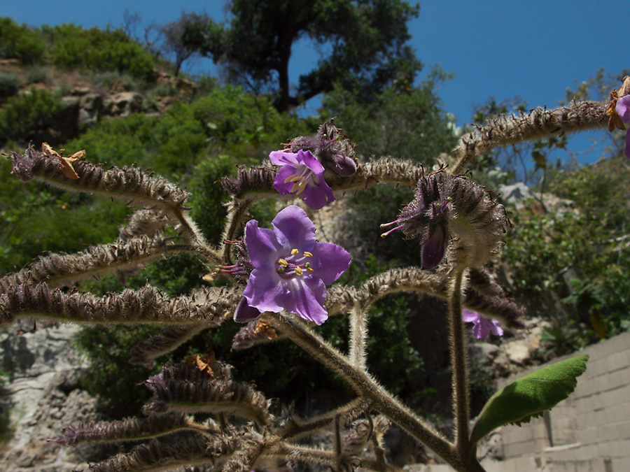 blue-flowered-tree-at-mansion-ruins-Boraginaceae-like-Cordia-Solstice-Canyon-2011-05-11-IMG 7792