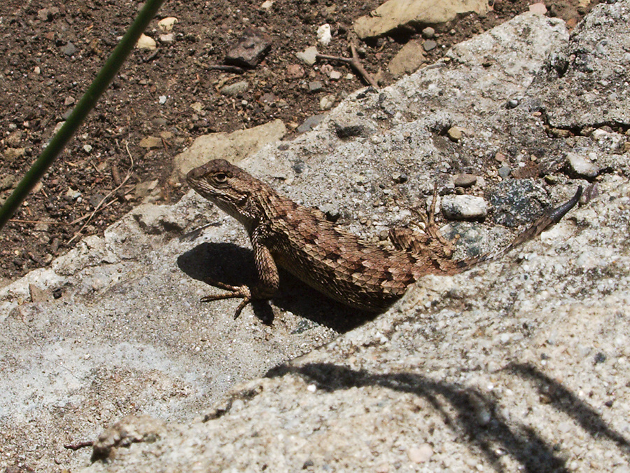 western-fence-lizard-Sceloporus-occidentalis-Solstice-Canyon-2011-05-11-IMG 7829