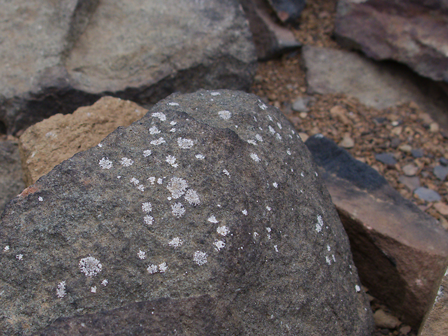 2013-11-29-new-lichens-on-rocks-Chumash-IMG 3076