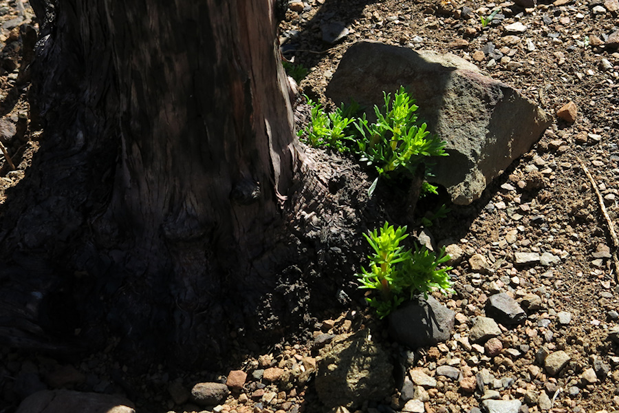 2014-03-11-Adenostoma-fasciculatum-chamise-stump-sprouting-after-rain-Chumash-Trail-IMG 3334