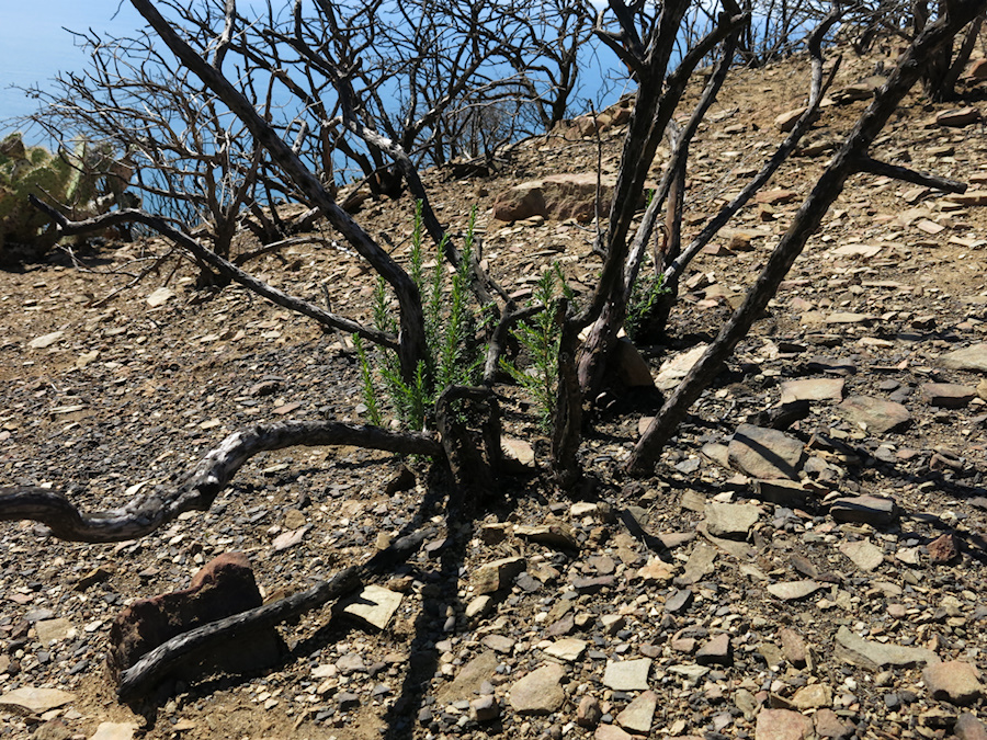 2014-03-11-Adenostoma-fasciculatum-chamise-stump-sprouting-after-rain-Chumash-Trail-IMG 3343