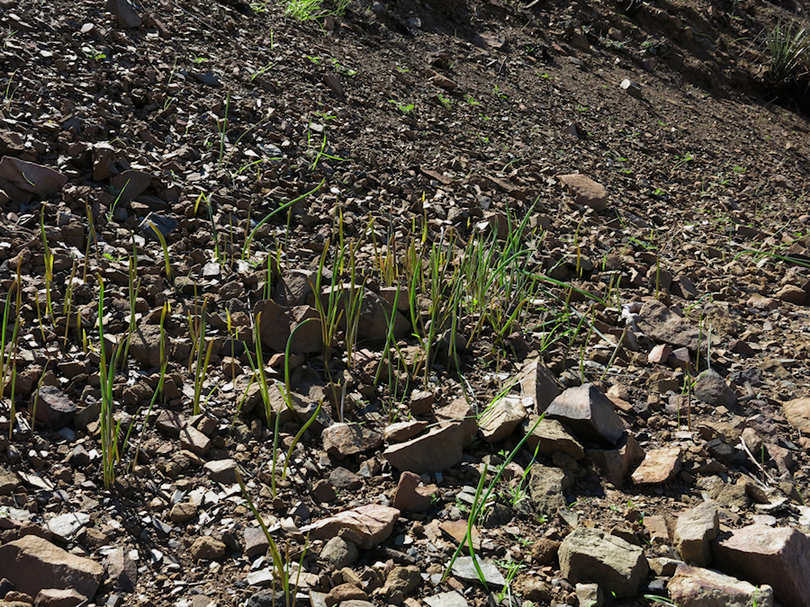 2014-03-11-monocots-probably-wild-hyacinth-sprouting-after-rain-Chumash-Trail-IMG 3335