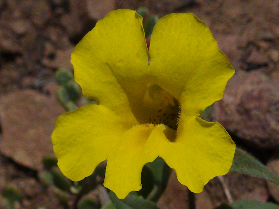 Mimulus-brevipes-widethroated-yellow-monkeyflower-Pt-Mugu-2014-05-19-IMG 3752