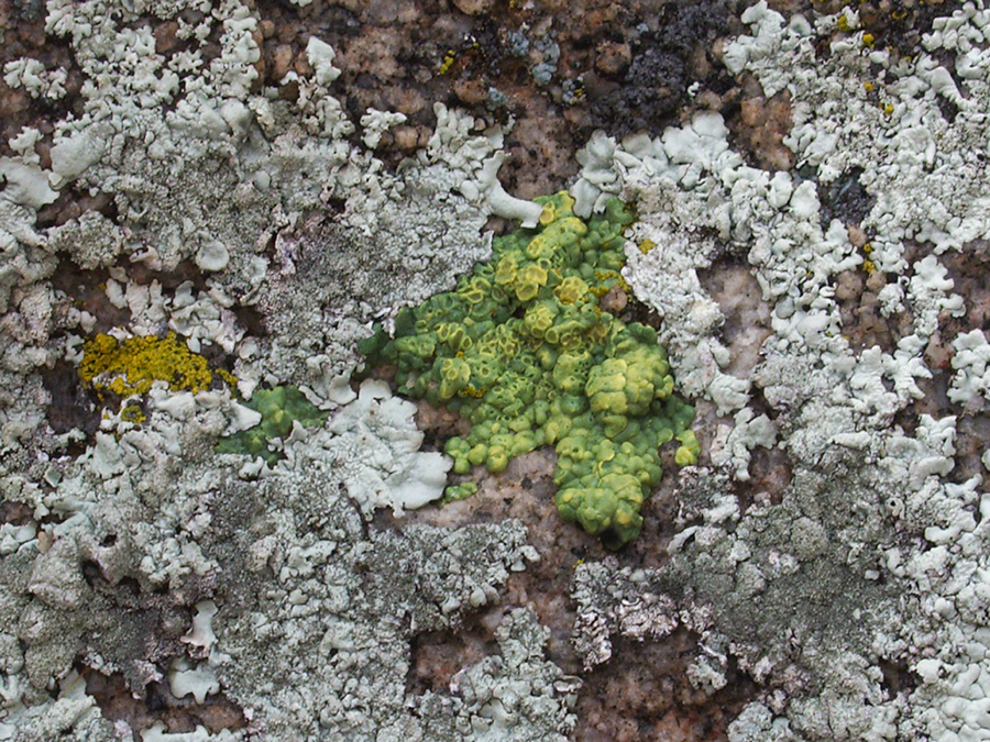 lichen-Hidden-Valley-Joshua-Tree-2011-11-12-IMG 0113