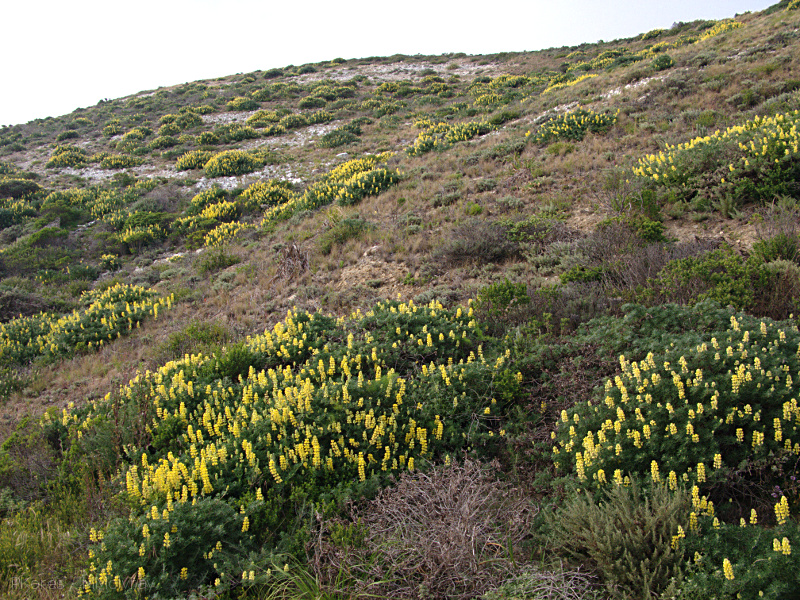 Lupinus-arboreus-bush-lupine-Hwy-1-hillsides-2009-05-21-IMG 2919