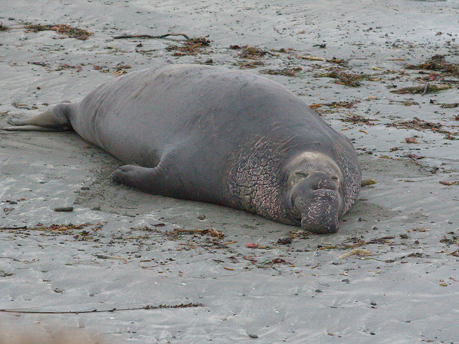 male-on-beach-Elephant-Seal-Beach-2012-12-15-IMG 6980