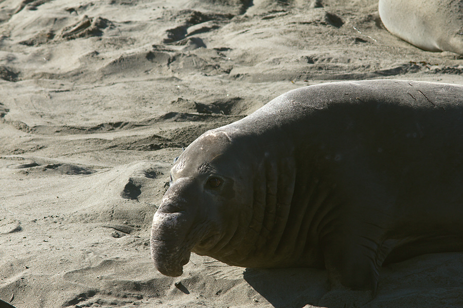 male-seal-resting-Seal-Beach-Hwy1-2011-01-01-IMG 3791
