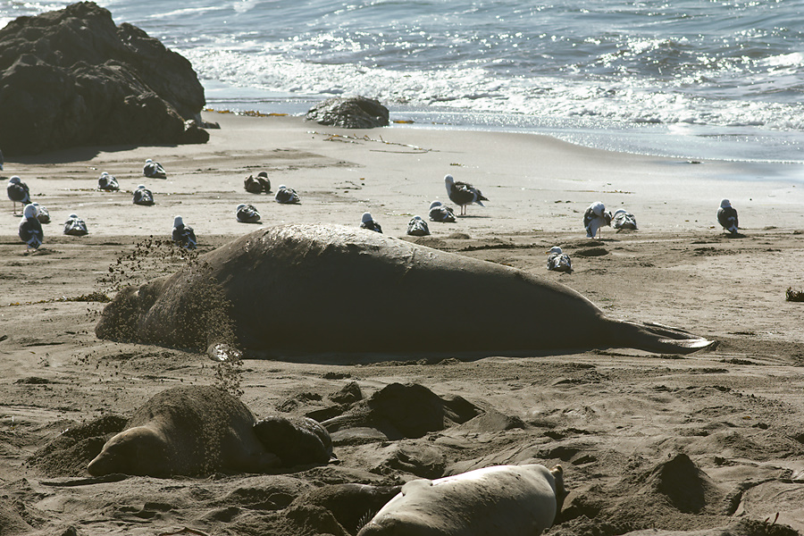 male-seal-resting-Seal-Beach-Hwy1-2012-01-01-IMG 3773