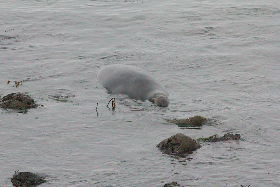 male-swimming-Elephant-Seal-Beach-2012-12-15-IMG 6977