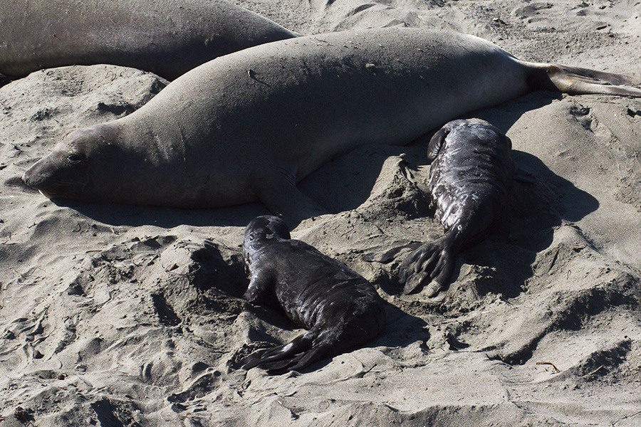 newborn-pups-and-female-Seal-Beach-Hwy1-2011-01-01-IMG 0296