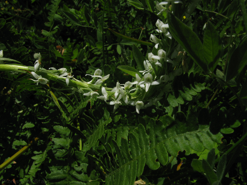 Platanthera-leucostachys-sierra-rein-orchid-Copper-Creek-2008-07-23-IMG 0736