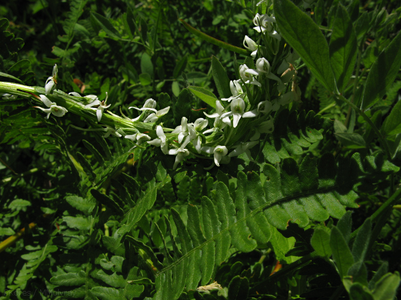 Platanthera-leucostachys-sierra-rein-orchid-Copper-Creek-2008-07-23-IMG 0737