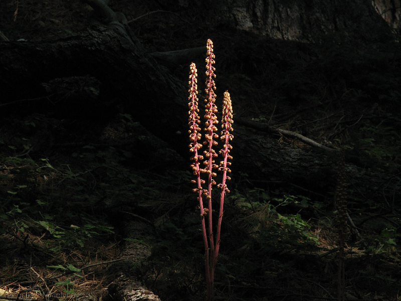 Pterospora-andromedea-pinedrops-Redwood-Canyon-2008-07-24-IMG 0910