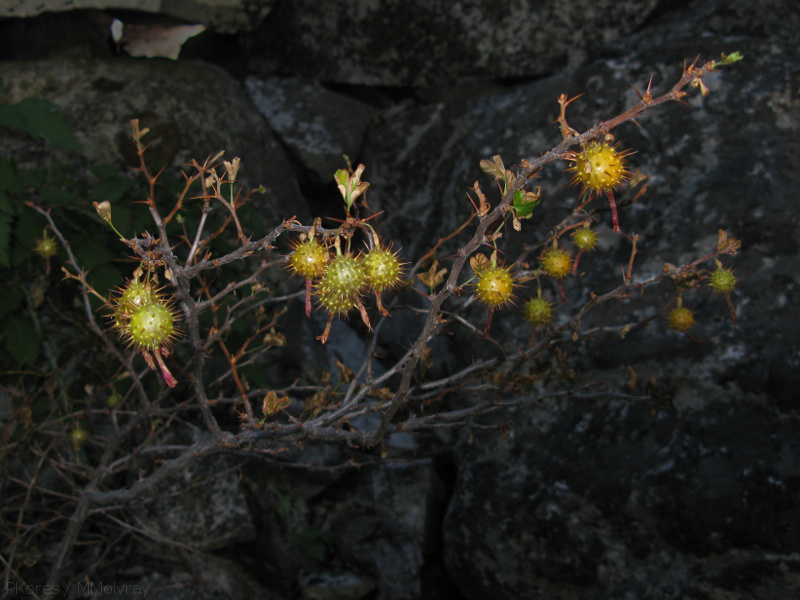 Ribes-montigenum-mountain-gooseberry-nr-Zumwalt-2008-07-22-img 0610