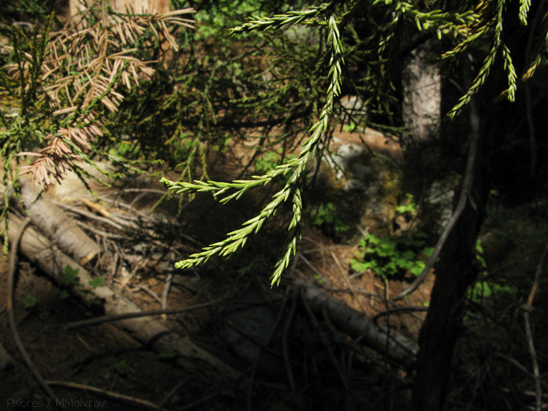 Sequoiadendron-gigantea-needle-detail-Redwood-Canyon-2008-07-24-IMG 0908