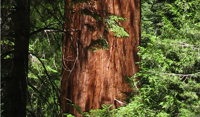redwood-trunk-redwood-Canyon-2008-07-24-IMG_0864.jpg