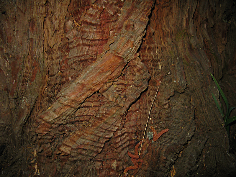 rippled-trunk-exposed-wood-nr-Zumwalt-2008-07-22-img 0632