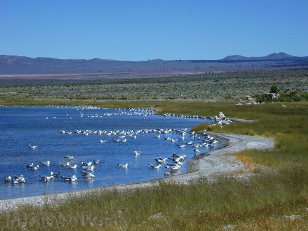 Mono-Lake-california-gulls-feeding-mm4.jpg