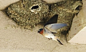 Mono-Lake-cliff-swallows-nesting-mm3