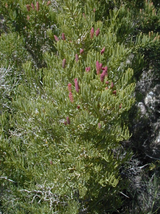 Salicornia Mono S Tufa20vi05