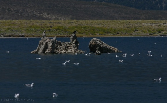 mono-lake-osprey-img_4192.jpg