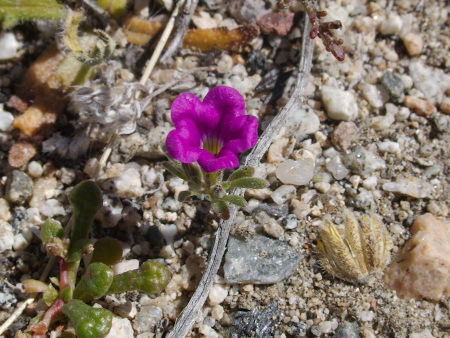 Nama-demissum-desert-purple-mat-N4-near-rte138-2015-03-30-IMG 4818