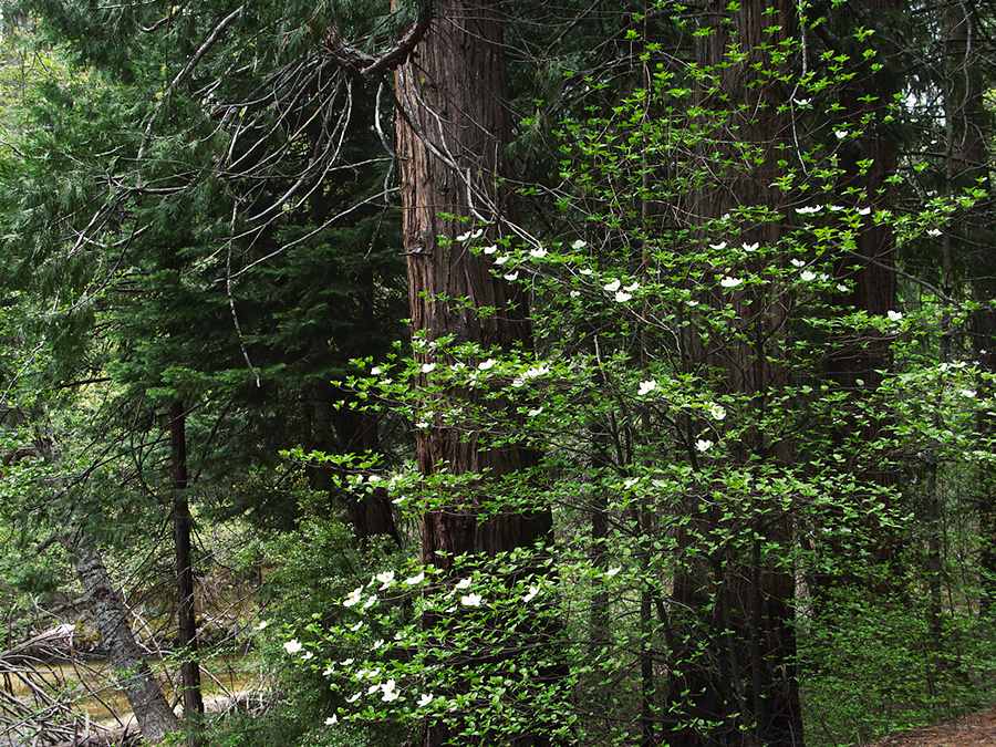 Cornus-sp-flowering-dogwood-near-campsite-Yosemite-Valley-2010-05-25-IMG 5735