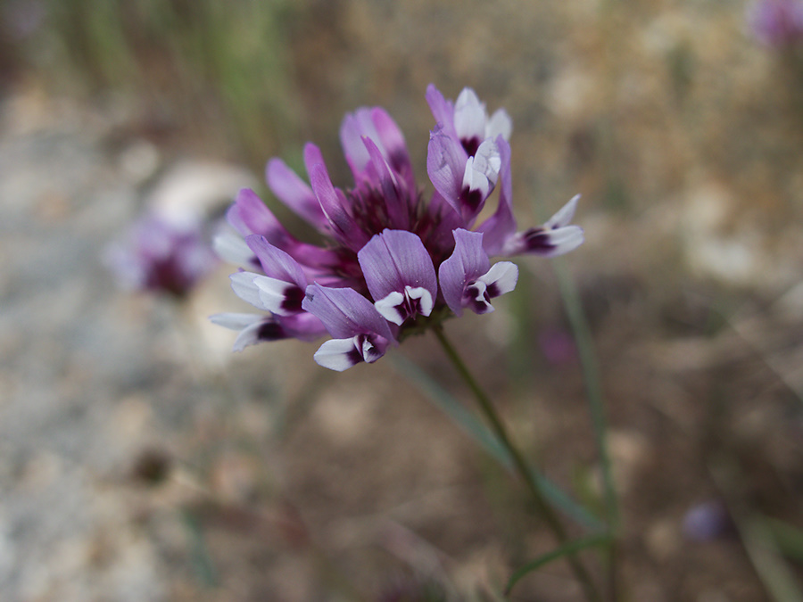 Trifolium-variegatum-white-tipped-clover-W-Yosemite-2010-05-23-IMG 5574