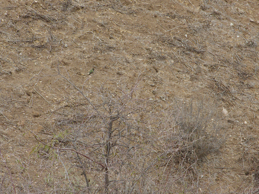 Anna-hummingbird-defending-territory-Moorpark-campus-2014-12-01-IMG 4263.