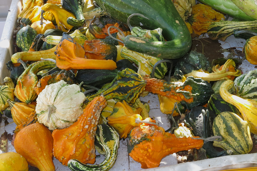 pumpkins-gourds-Underwood-Farms-2014-10-19-IMG 4166