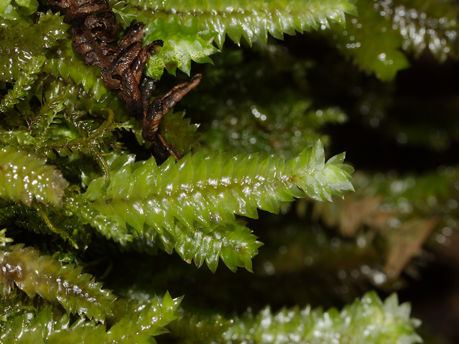 Cyathophorum-bulbosum-moss-Abel-Tasman-coast-track-2013-06-07-IMG 8016