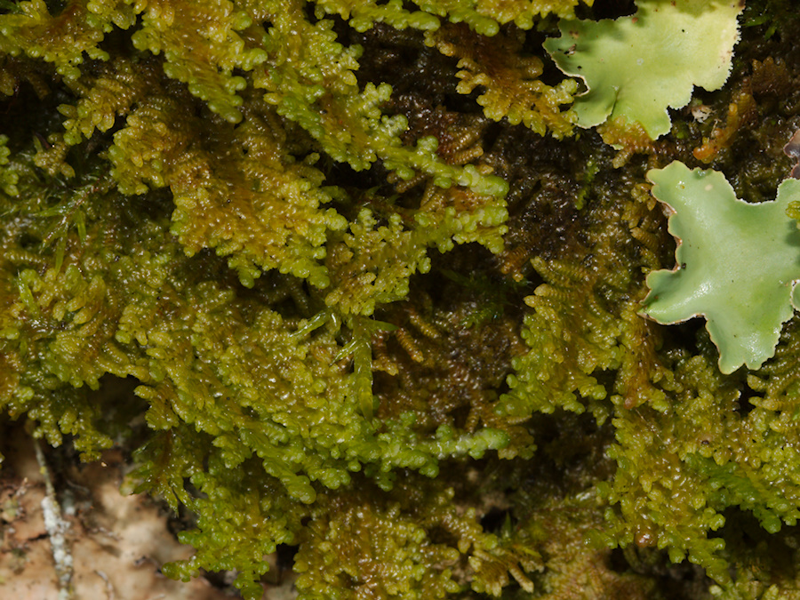 Hypnum-chrysogaster-or-indet-moss-Abel-Tasman-coast-track-2013-06-07-IMG 8001