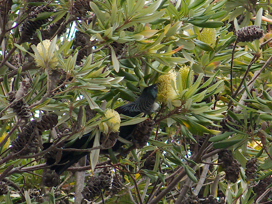 tui-feeding-in-Banksia-tree-Municipal-Waste-Treatment-Center-Rotorua-2013-06-26-IMG 1983
