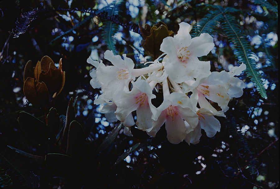 Rhododendron-hyacinthosmum-Bulldog-Rd-PNG-1974-120
