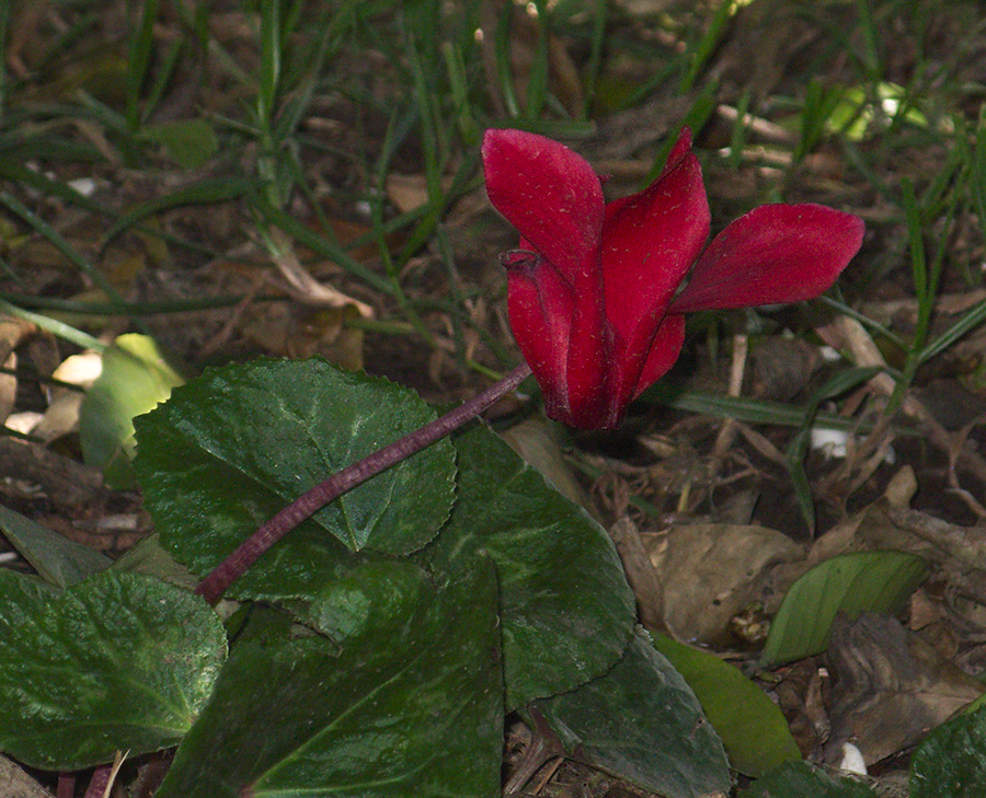 Cyclamen-red-and-Primula-gold-lace-2012-04-28-IMG 1653