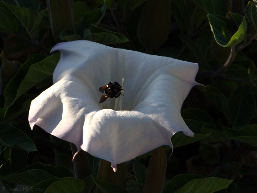 bumblebee-collecting-pollen-on-jimsonweed-Datura-2009-08-08-IMG 3347