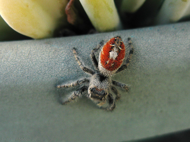 spider-red-backed-fuzzy-2008-09-05-IMG 1294