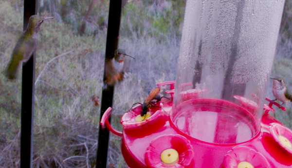 tarantula-wasp-using-hummingbird-feeder-2016-08-14-IMG 7224