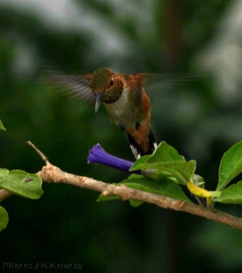 allens-hummingbird-late_may2006-3sm.jpg