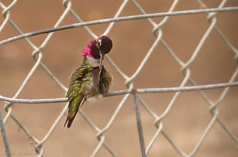 hummingbird-anna_s-male-preening-fence-2.jpg