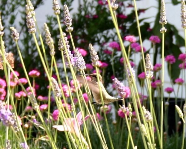 hummingbird-lavender-4.jpg