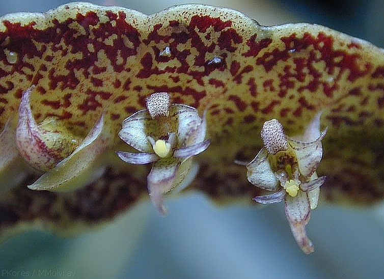 Bulbophyllum-maximum-2.jpg