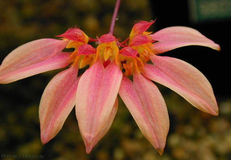 Bulbophyllum-sp-1a.jpg