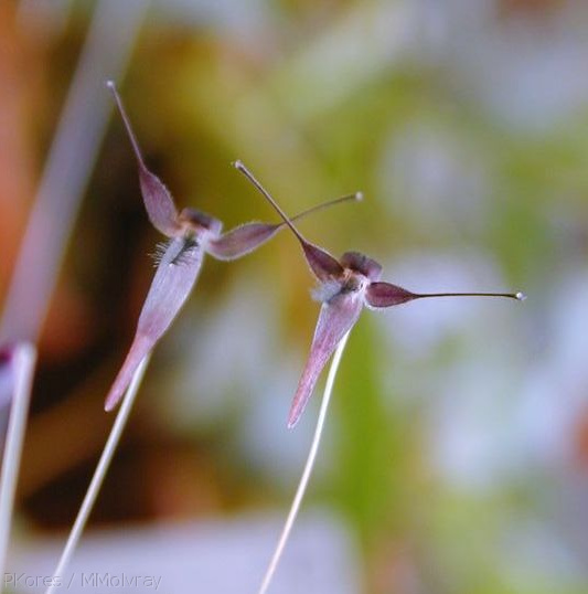 Bulbophyllum-sp-Polyblepharum-3.jpg