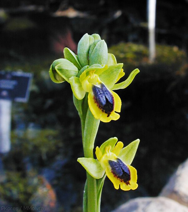Ophrys-lutea