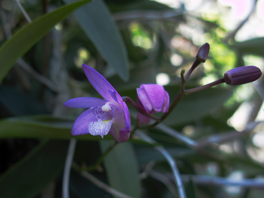 indet-Dendrobium-violet-flowered-SBOE-2012-07-29-IMG 2318