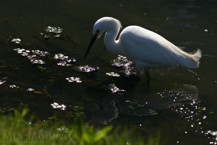 snowy-egret-breeding-plumage-1sm.jpg