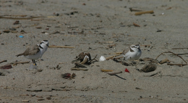 snowy-plovers-ormond-beach-2004-04-07-img 2493