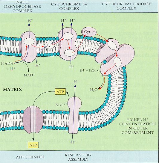diagram of electron transport chain in mitochondrial membrane (from Raven and Johnson)