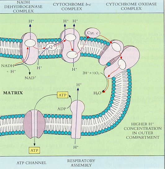 diagram of electron transport